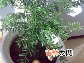 红豆杉树根的功效和作用是什么,红豆衫树根是什么功效