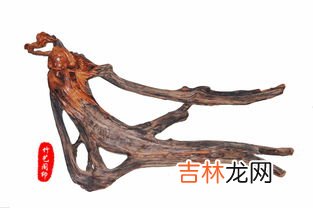 红豆杉树根的功效和作用是什么,红豆衫树根是什么功效