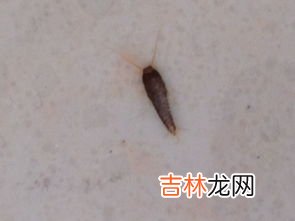 河虾身上爬的扁虫子是什么,这是长在虾身上的虫子，请问是什么虫？