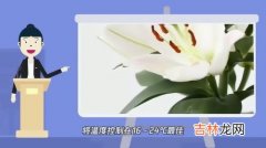 百合养殖方法是什么,百合花怎么养