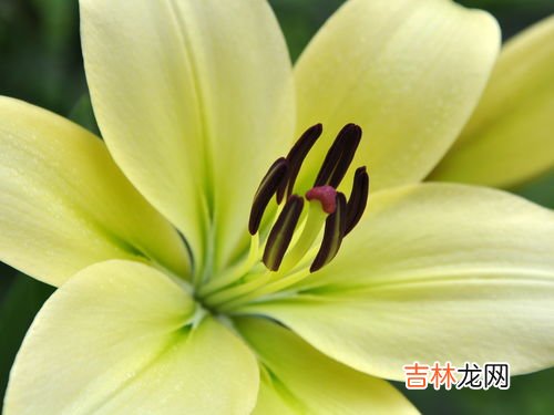 百合养殖方法是什么,百合花怎么养
