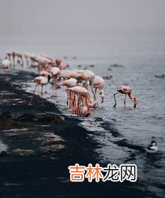 纳米比亚海狗油是真的吗,海狗油的合法来源是哪里？