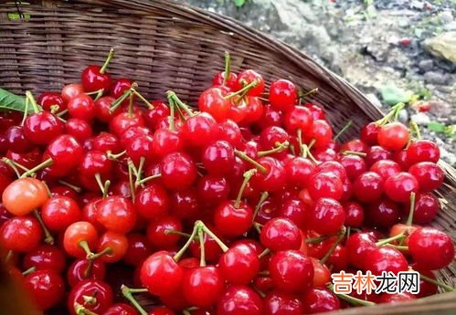 煮熟的樱桃有什么功效,水果之王车厘子能煮着吃吗?