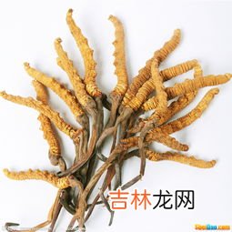 冬虫夏草功效作用,冬虫夏草的主要功效与作用是什么？