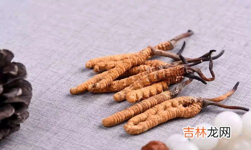冬虫夏草功效作用,冬虫夏草的主要功效与作用是什么？