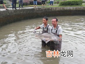 鲟鱼可以冷冻保存吗,中华鲟可以冰冻后吃吗