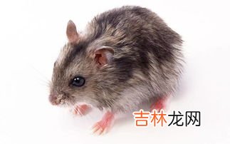 老鼠尿味怎么去除,老鼠尿味怎么去除太难闻了