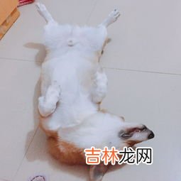 老鼠尿味怎么去除,老鼠尿味怎么去除太难闻了