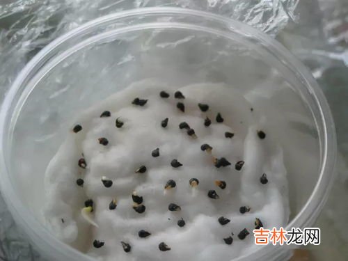 种子催芽方法五种方法,玉米种子催芽方法