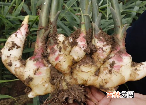 种子催芽方法五种方法,玉米种子催芽方法