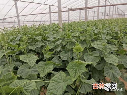 黄瓜如何管理才能高产量呢,想要黄瓜高产，需要怎么栽培管理呢？