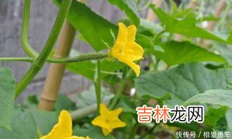 黄瓜如何管理才能高产量呢,想要黄瓜高产，需要怎么栽培管理呢？