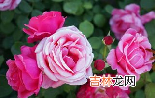 养花的肥料可以在家制作吗,怎么自制花肥