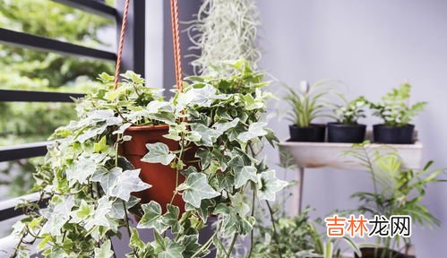 卧室内能养花吗,鲜花能放在卧室里吗？