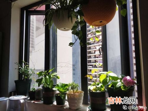 卧室内能养花吗,鲜花能放在卧室里吗?
