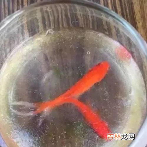 玻璃胶怕冻吗,不干式玻璃胶怕冻么?