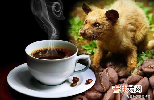 咖啡果子是什么可以吃吗,咖啡树的果实能否食用