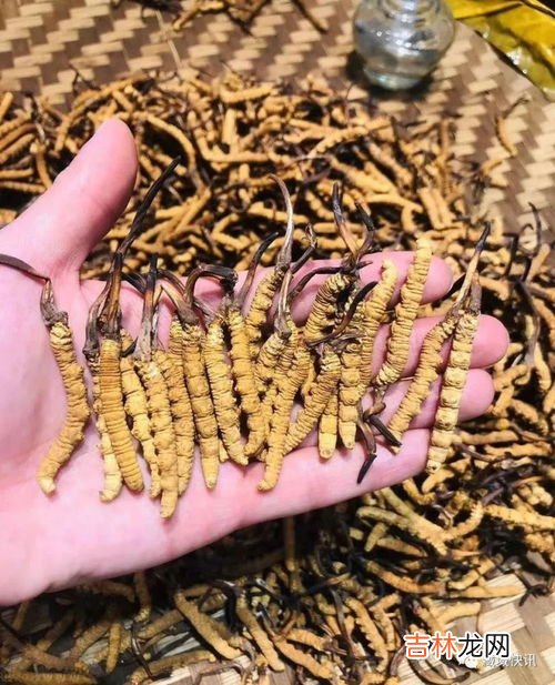 干虫草怎么保存效果最好呢,干的虫草如何保存?
