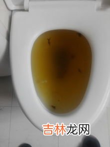 马桶堵了但还缓慢下水怎么办,马桶堵了但还缓慢下水