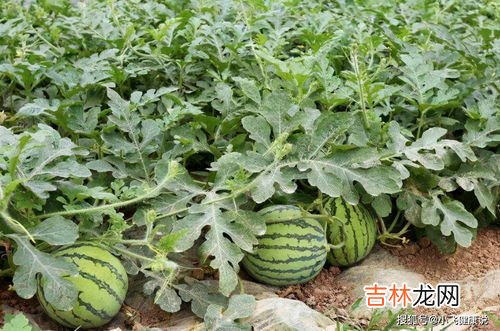 西瓜是蔬菜吗,西瓜是水果还是蔬菜?