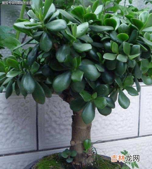 为什么家里样的盆栽总会死,家里养花容易死是什么原因 家里养花就死怎么回事