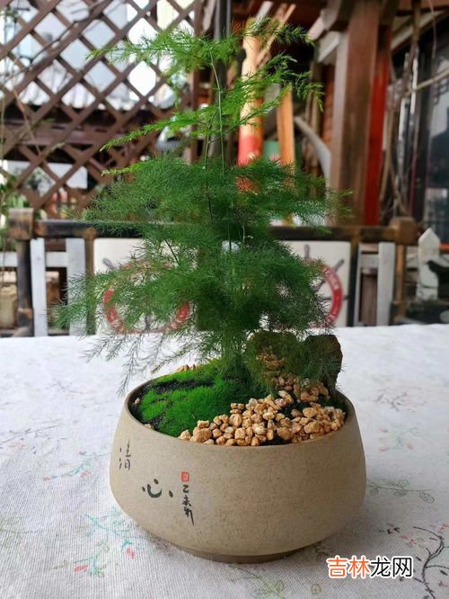 为什么家里样的盆栽总会死,家里养花容易死是什么原因 家里养花就死怎么回事