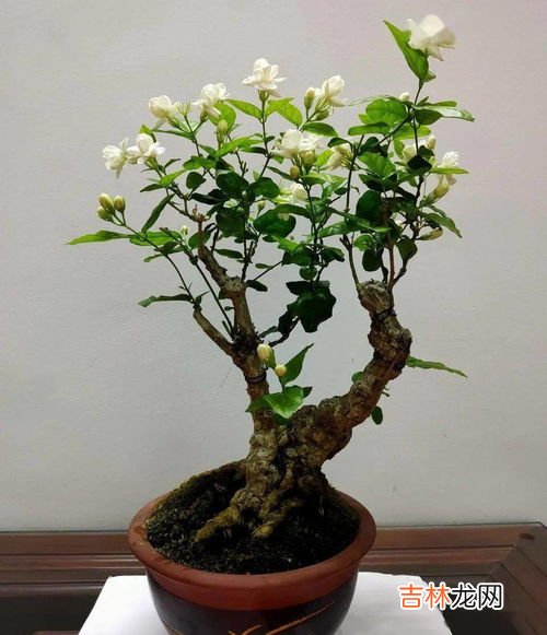 为什么家里样的盆栽总会死,家里养花容易死是什么原因 家里养花就死怎么回事