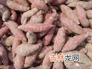 地瓜冻了能缓过来吗,地瓜冻了还能吃吗