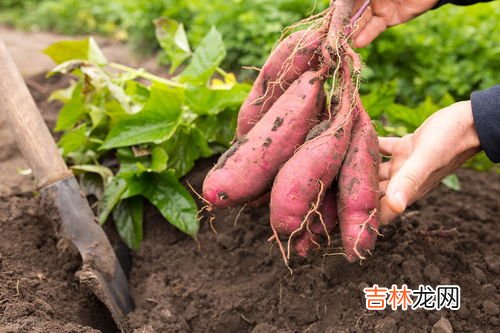 地瓜冻了能缓过来吗,地瓜冻了还能吃吗