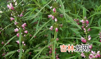 益母草膏的功效与作用,益母草膏有什么功效?益母草膏的功效与作用及禁忌