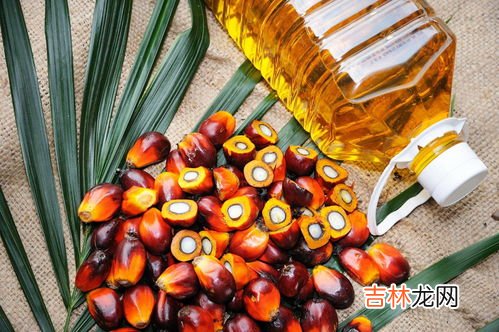 棕榈油是什么油呢,棕榈油是什么油？