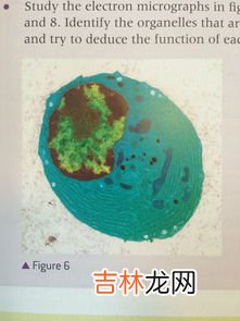 什么是细胞营养素,Total swiss细胞营养有什么功效？有人能介绍下吗？