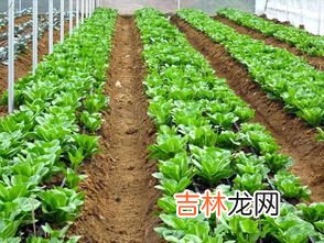 六种寓意好的蔬菜,蔬菜有什么寓意