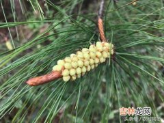 松花粉的功效与作用,松花粉功效