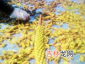松花粉的功效与作用,松花粉功效