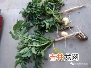 土豆叶子发黄枯萎怎么处理,土豆刚出苗叶子干黄碰就掉怎么回事啊？