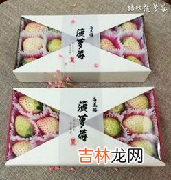 菠萝草莓怎么种,凤梨草莓是不是四季都可以种