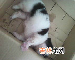 做酱块子长绿毛和黑毛正常吗,做大酱块子在革的过程中,酱块子长黑毛怎么办?有什么好办法不长毛?