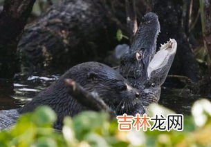 水濑和水獭是一样的吗,水濑和水獭读音是什么？