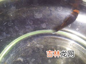 热带鱼水温多少合适,热带鱼的最佳温度是多少度