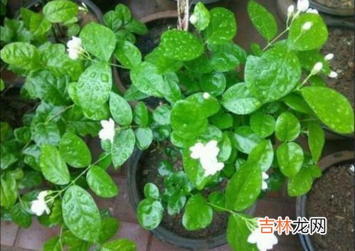 家里为什么不能种茉莉,家里种茉莉不吉利吗 在家里种茉莉好不好