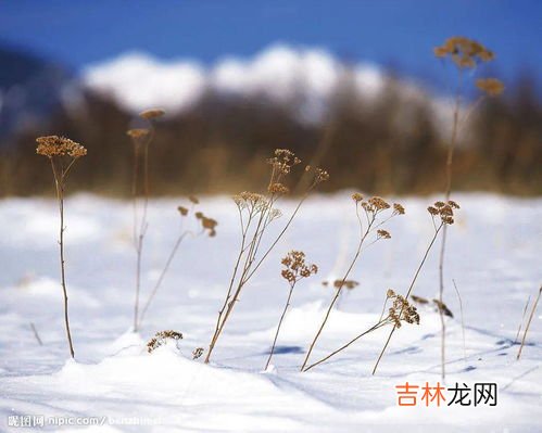 表达冬天寒冷的文学句子,描写冬天寒冷的句子