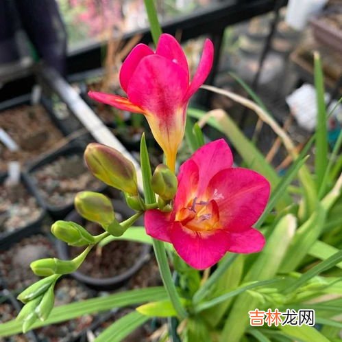 酵素液爱飘飘怎么样,爱飘飘酵素粉哺乳期可以吃吗?