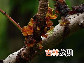 桃树上的桃胶能直接吃吗,在桃树上摘下来的桃胶能直接食用吗？