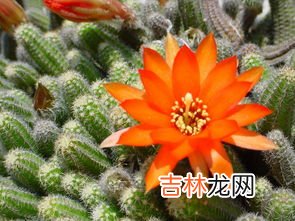 仙人掌的特点,仙人掌的特点是什么?
