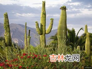 仙人掌的特点,仙人掌的特点是什么?