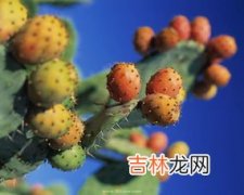 仙人掌的特点,仙人掌的特点是什么?