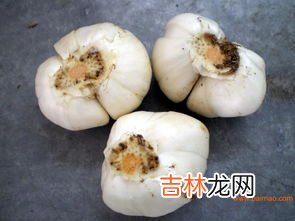 新鲜百合可以生吃吗,鲜百合能生吃不