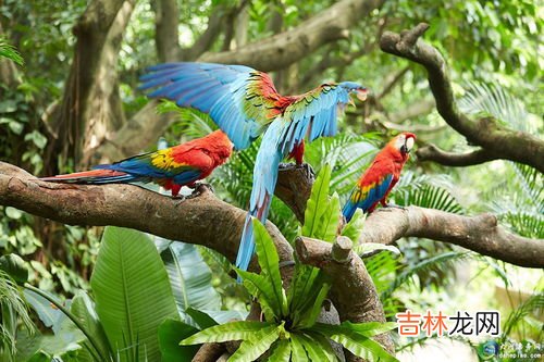 飞鸟的寓意和象征,飞鸟衔花寓意代表的什么