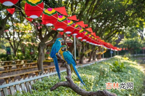 飞鸟的寓意和象征,飞鸟衔花寓意代表的什么